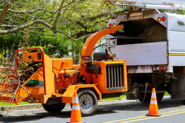 Why Choose Our Tree Removal Services in Glenside, PA?