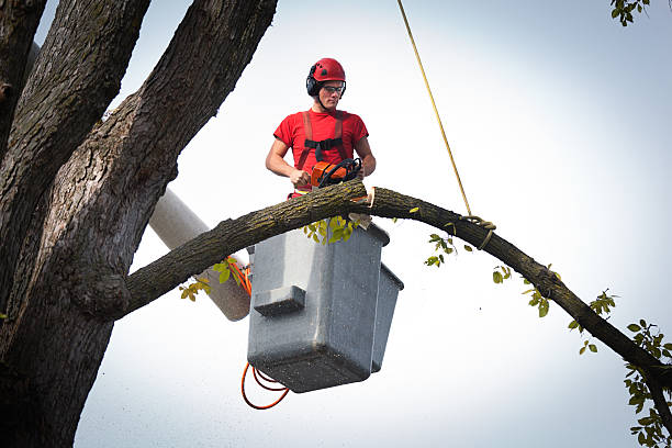 Professional  Tree Services in Glenside, PA