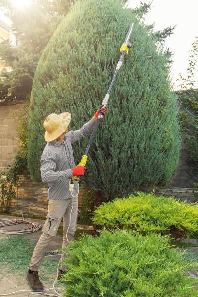 Best Tree and Shrub Care  in Glenside, PA