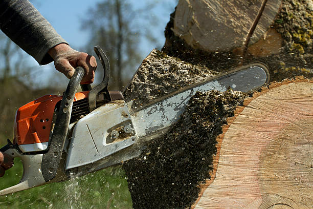 Best Stump Grinding and Removal  in Glenside, PA